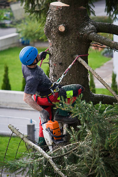 Best Commercial Tree Services  in Bryant, WA